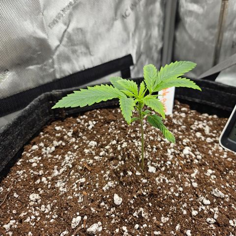 Original Auto BubbleGum growlog timeline photo