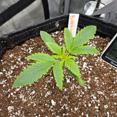 Original Auto BubbleGum growlog timeline photo