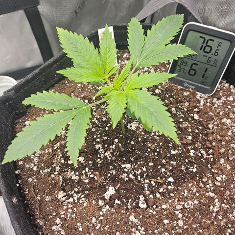 Original Auto BubbleGum growlog timeline photo