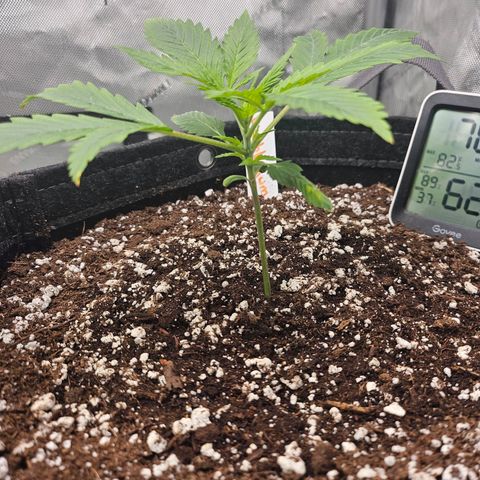 Original Auto BubbleGum growlog timeline photo