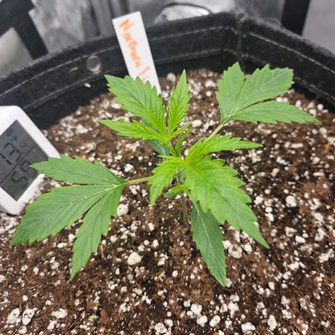 Original Auto Northern Lights growlog timeline photo
