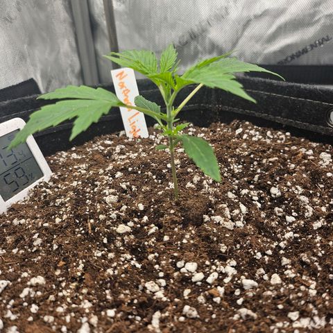 Original Auto Northern Lights growlog timeline photo