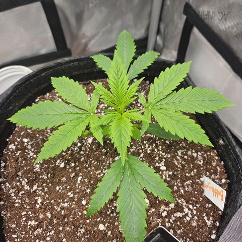 Original Auto BubbleGum growlog timeline photo