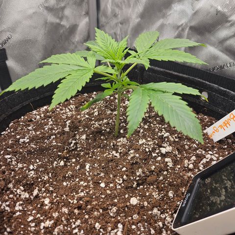 Original Auto BubbleGum growlog timeline photo