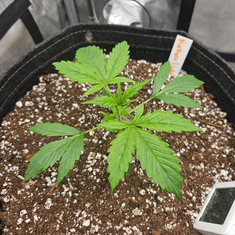 Original Auto Northern Lights growlog timeline photo