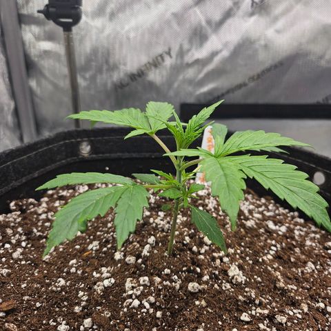 Original Auto Northern Lights growlog timeline photo
