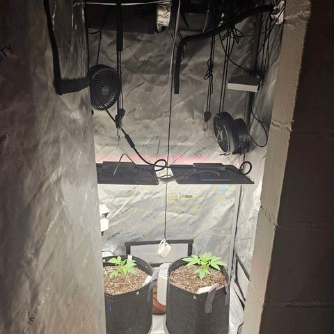 Super Silver Haze pot #1 growlog timeline photo