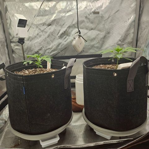Super Silver Haze pot #1 growlog timeline photo