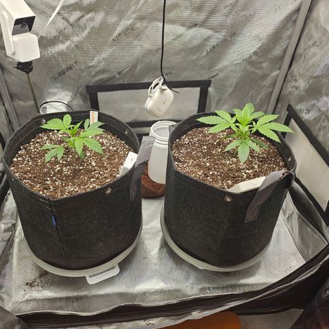 Super Silver Haze pot #1 growlog timeline photo