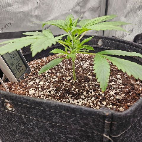 Original Auto BubbleGum growlog timeline photo