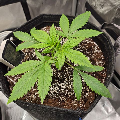 Original Auto BubbleGum growlog timeline photo