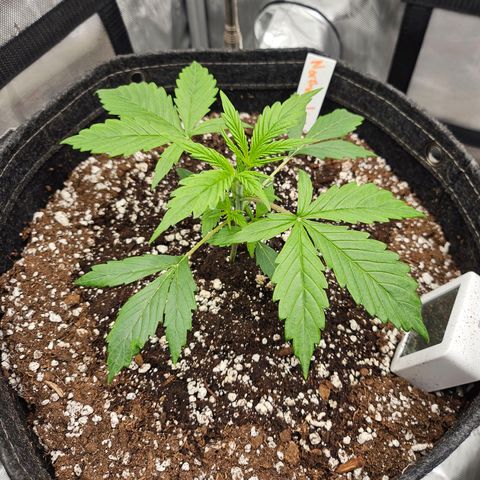 Original Auto Northern Lights growlog timeline photo