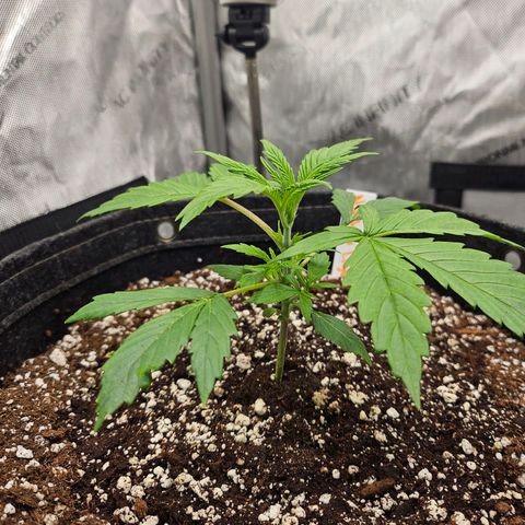 Original Auto Northern Lights growlog timeline photo