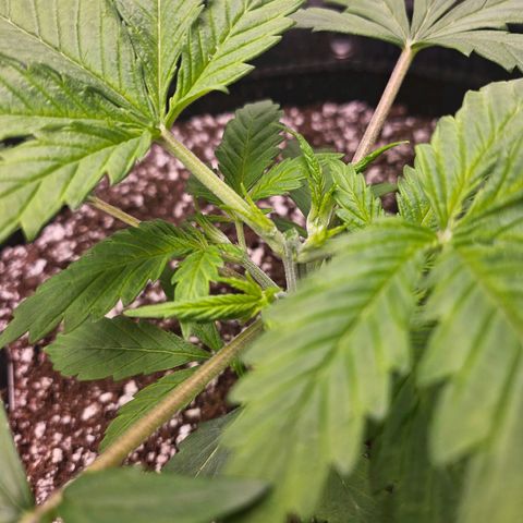 Original Auto BubbleGum growlog timeline photo