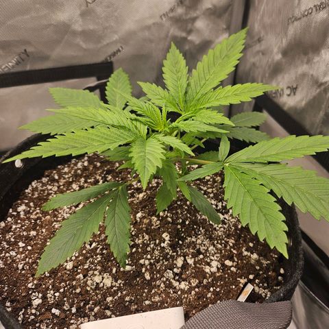 Original Auto BubbleGum growlog timeline photo