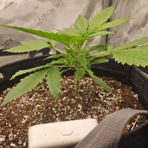 Original Auto BubbleGum growlog timeline photo
