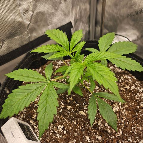 Original Auto Northern Lights growlog timeline photo