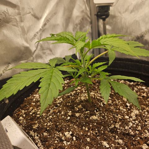 Original Auto Northern Lights growlog timeline photo