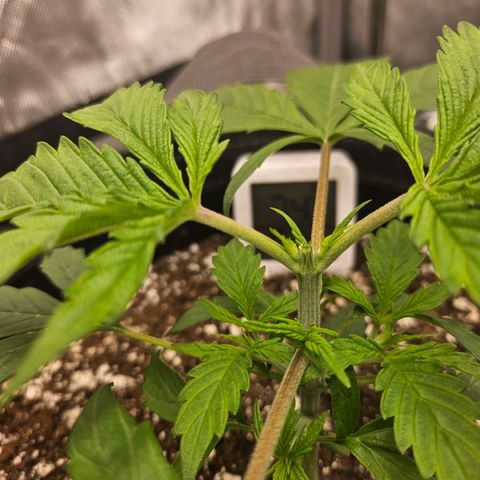 Original Auto Northern Lights growlog timeline photo