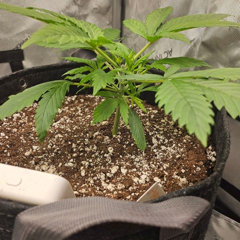 Original Auto BubbleGum growlog timeline photo