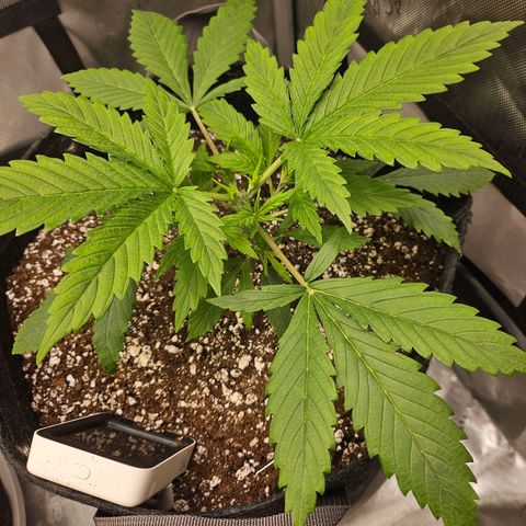 Original Auto BubbleGum growlog timeline photo