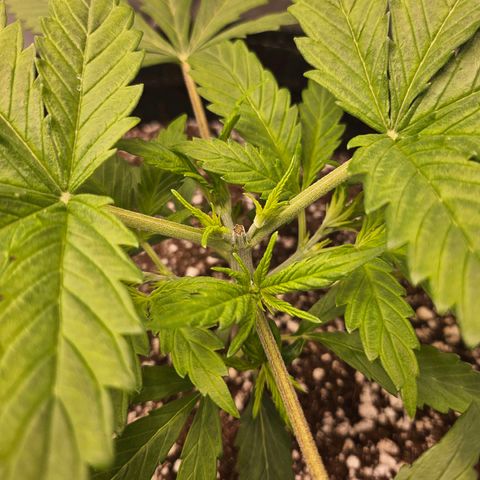 Original Auto BubbleGum growlog timeline photo