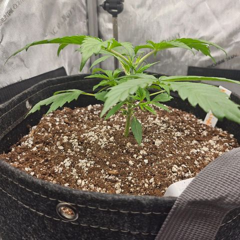 Original Auto Northern Lights growlog timeline photo