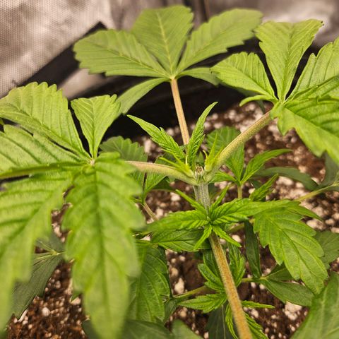 Original Auto Northern Lights growlog timeline photo