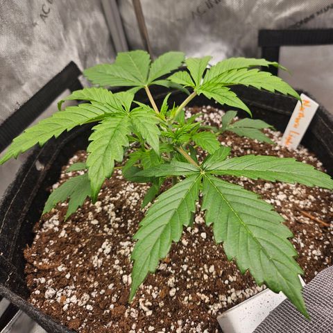 Original Auto Northern Lights growlog timeline photo
