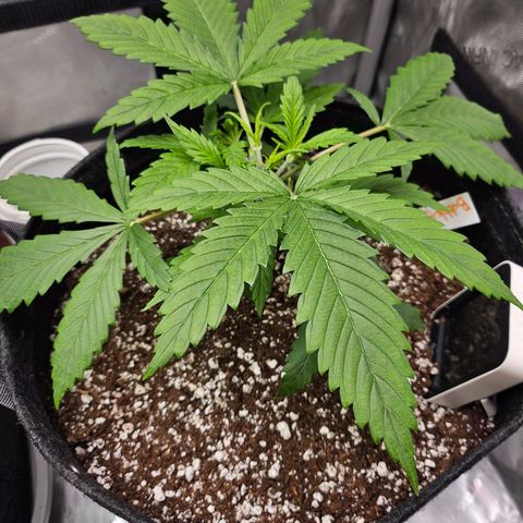 Original Auto BubbleGum growlog timeline photo