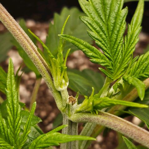 Original Auto BubbleGum growlog timeline photo