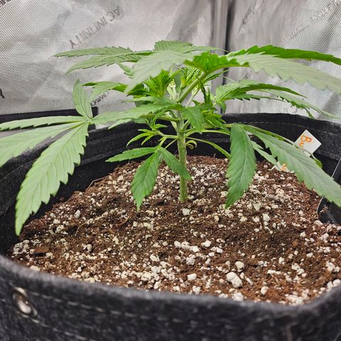Original Auto BubbleGum growlog timeline photo
