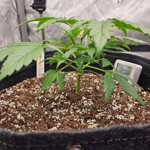 Original Auto Northern Lights growlog timeline photo