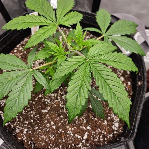 Original Auto Northern Lights growlog timeline photo