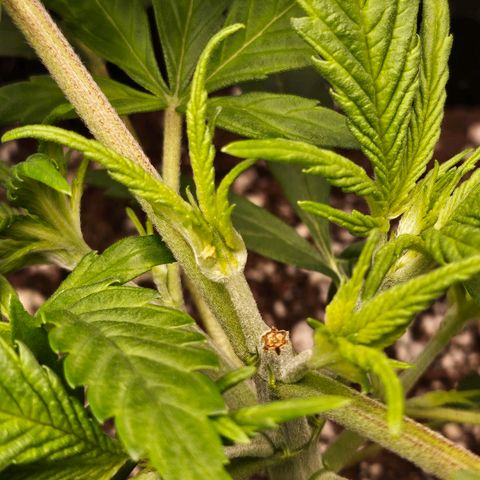 Original Auto Northern Lights growlog timeline photo