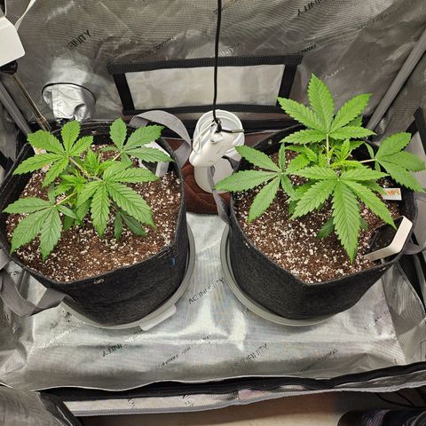 Super Silver Haze pot #1 growlog timeline photo