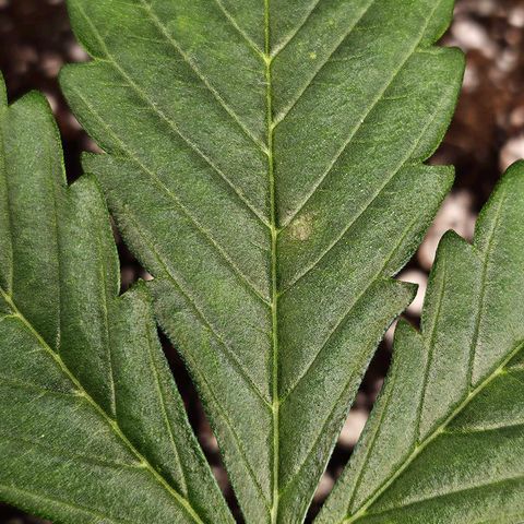 Original Auto Northern Lights growlog photo: Possible brown spot forming