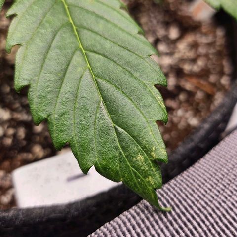 Original Auto Northern Lights growlog photo: Noticed a spot forming