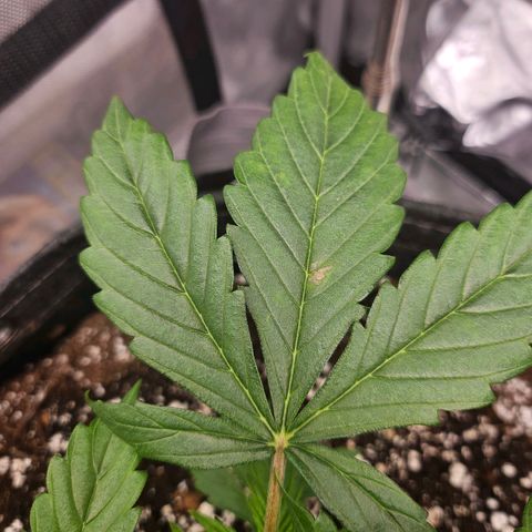 Original Auto Northern Lights growlog photo: Noticed a spot forming