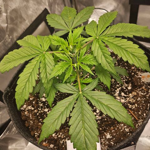 Original Auto Northern Lights growlog photo: Noticed a spot forming