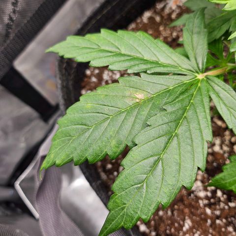 Original Auto Northern Lights growlog photo: NL is starting to show brown spots forming.  New growth looks neon tips. 