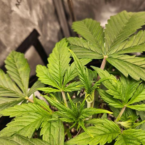 Original Auto Northern Lights growlog photo: NL is starting to show brown spots forming.  New growth looks neon tips. 