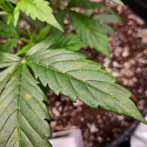 Original Auto Northern Lights growlog photo: NL is starting to show brown spots forming.  New growth looks neon tips. 
