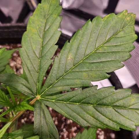 Original Auto Northern Lights growlog photo: NL is starting to show brown spots forming.  New growth looks neon tips. 
