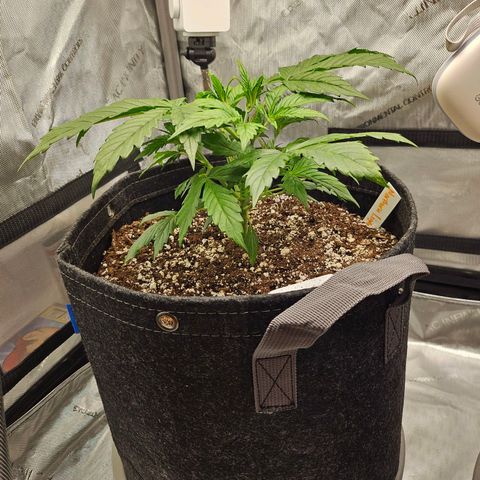 Original Auto Northern Lights growlog photo: NL is starting to show brown spots forming.  New growth looks neon tips. 