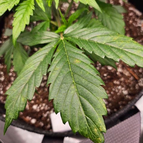 Original Auto Northern Lights growlog photo: NL is starting to show brown spots forming.  New growth looks neon tips. 