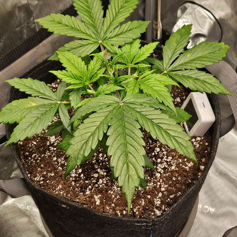Original Auto Northern Lights growlog photo: NL is starting to show brown spots forming.  New growth looks neon tips. 