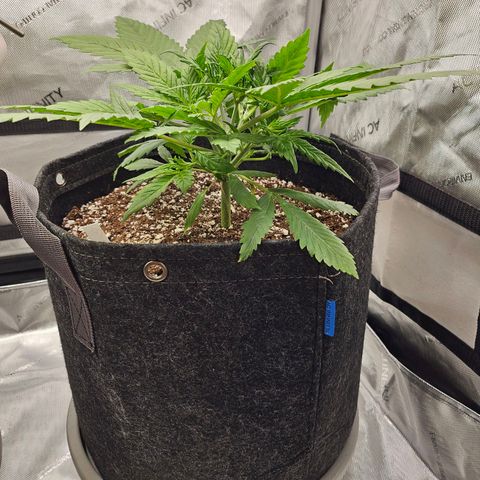 Original Auto BubbleGum growlog photo: BG looks good. Getting big.