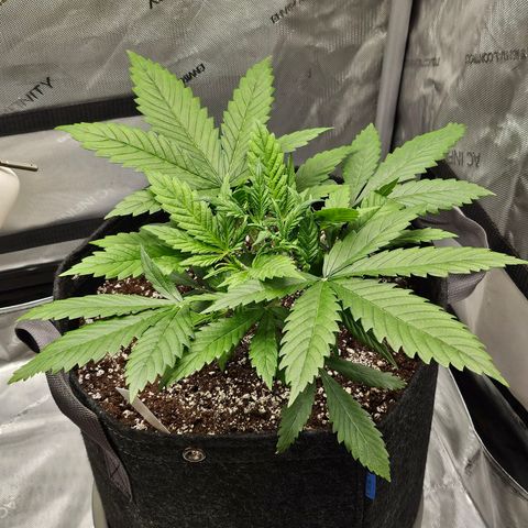 Original Auto BubbleGum growlog photo: BG looks good. Getting big.