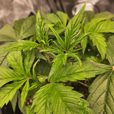Original Auto Northern Lights growlog timeline photo